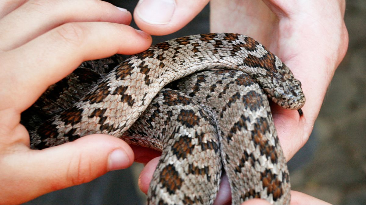 Odisha Govt To Offer Insurance Coverage To Certified Snake Handlers